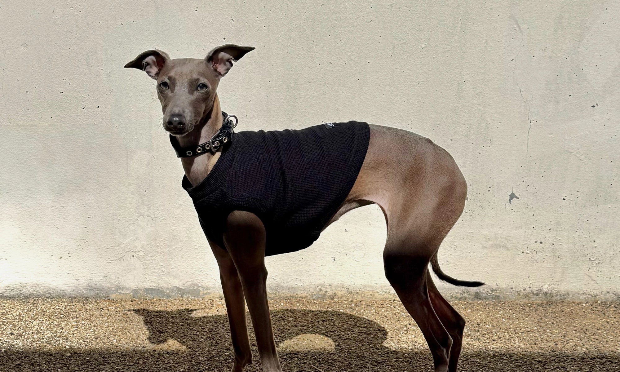 Italian Greyhound wearing a black tank top by Strela Studio standing on a concrete surface with a light-colored wall in the background
