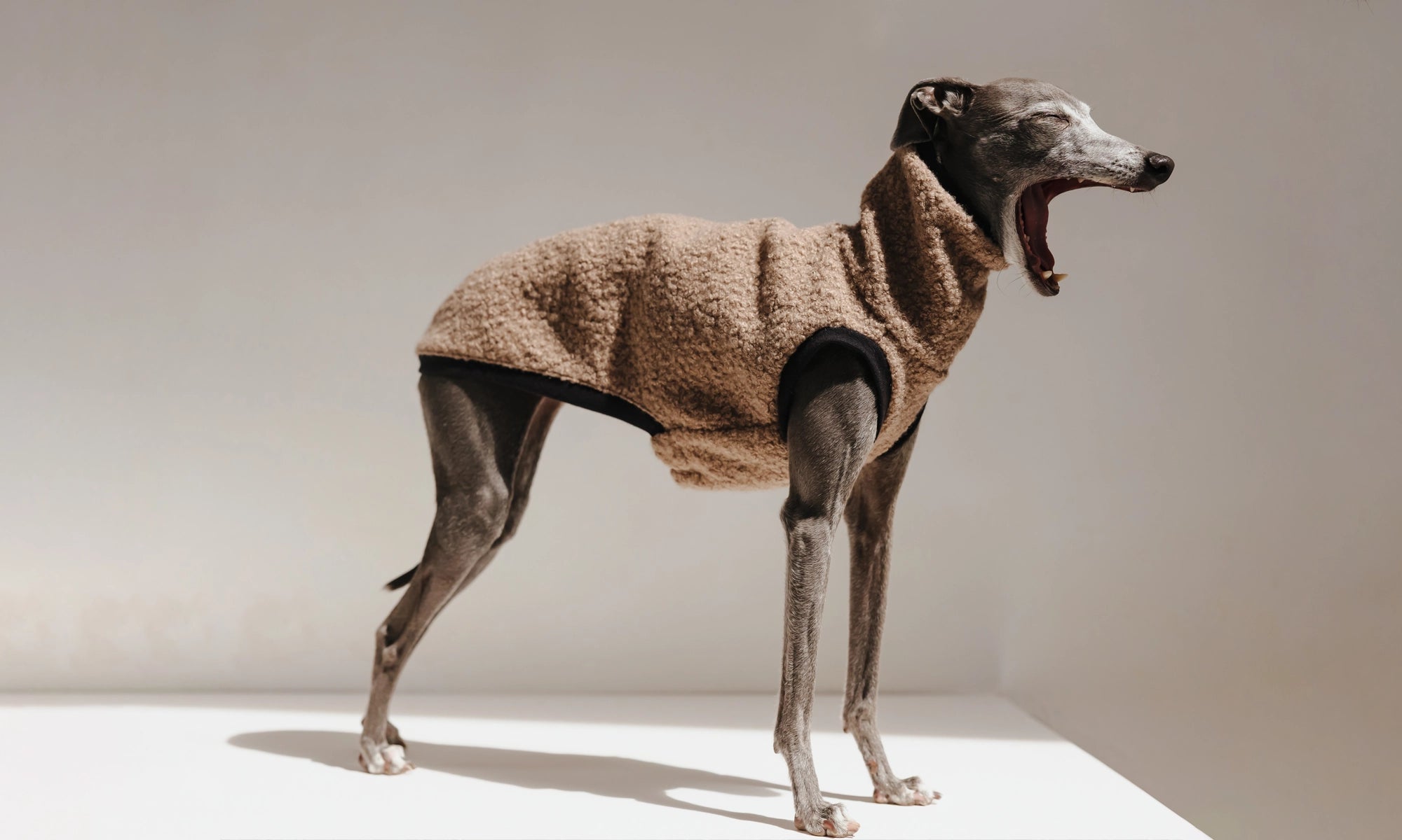 An italian greyhound dog wearing a brown boucle knit sweater by Strela Studio, standing on a white platform against a neutral white background.