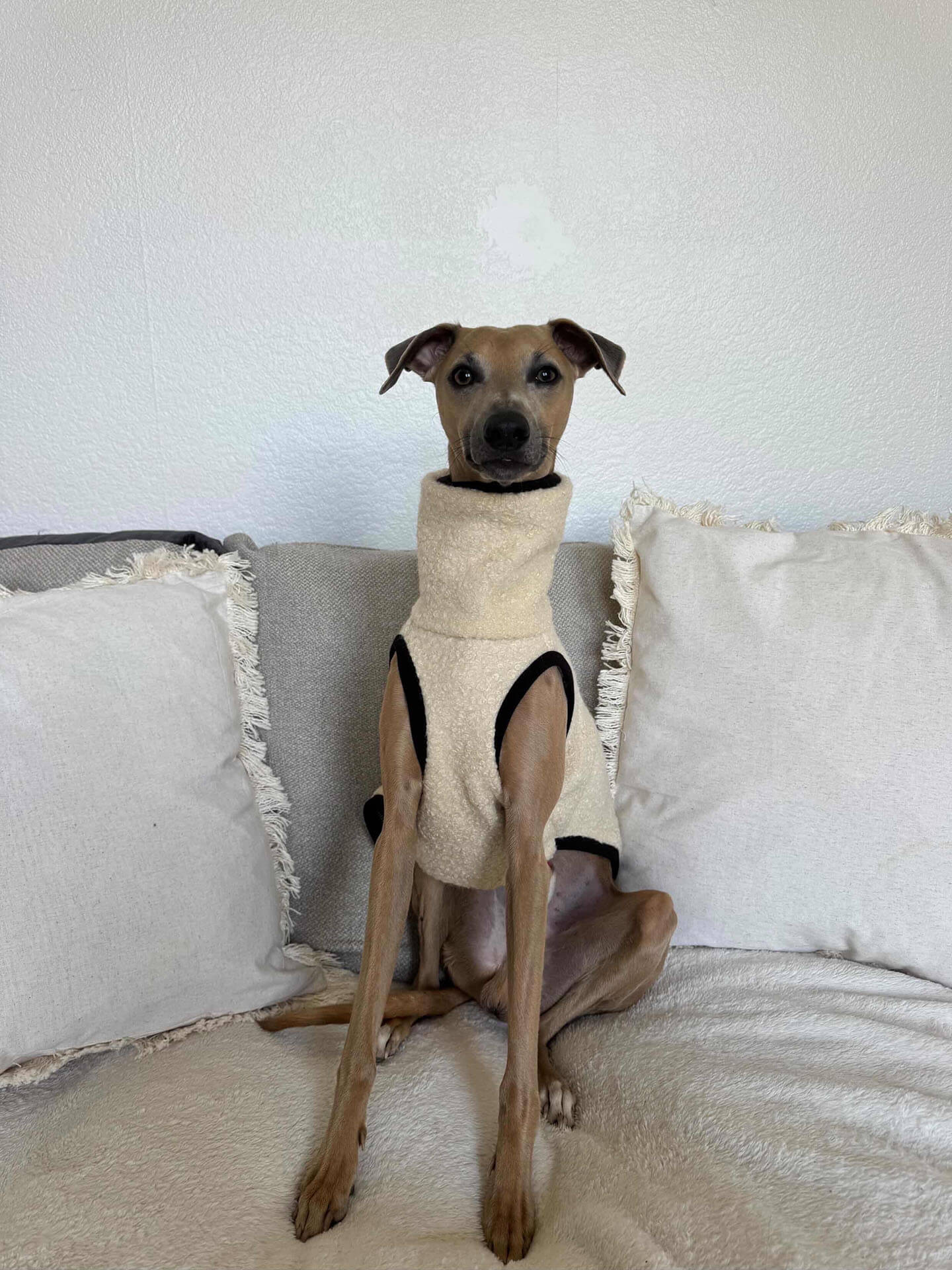 Greyson the whiggy sits on a light-colored couch wearing a cream-colored boucle vest with black trim by Strela Studio, set against a white wall and white pillows.