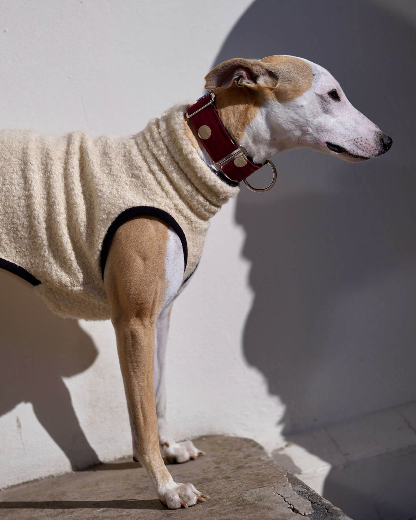 Mio the whippet from Iceland wearing a cream-colored boucle vest by Strela Studio and a dark red collar, standing against a white wall with a strong shadow.