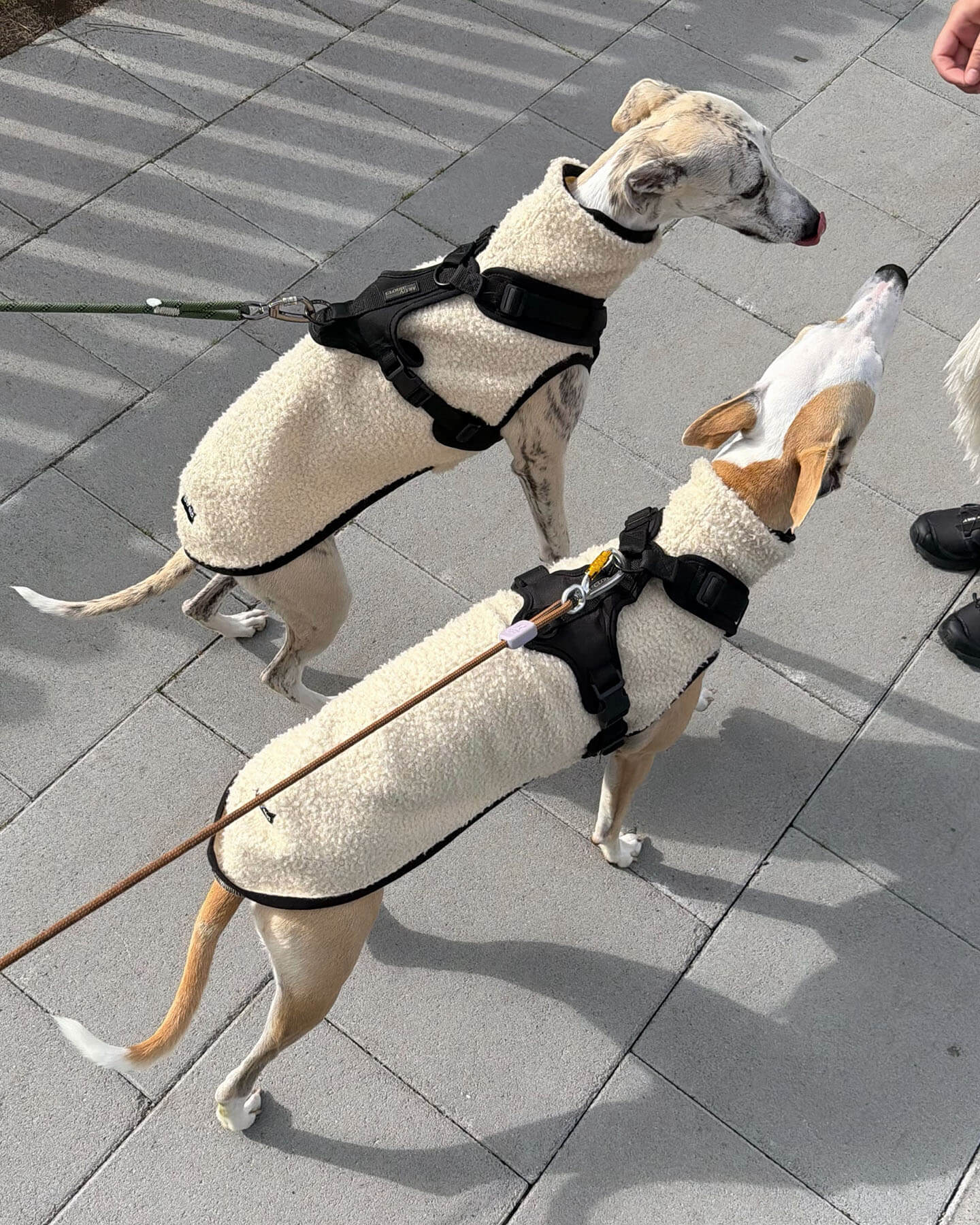 Mio and Stella the Icelandic whippets wearing cream-colored boucle dog vests by Strela Studio with black harnesses, walking on a gray tiled outdoor pavement.