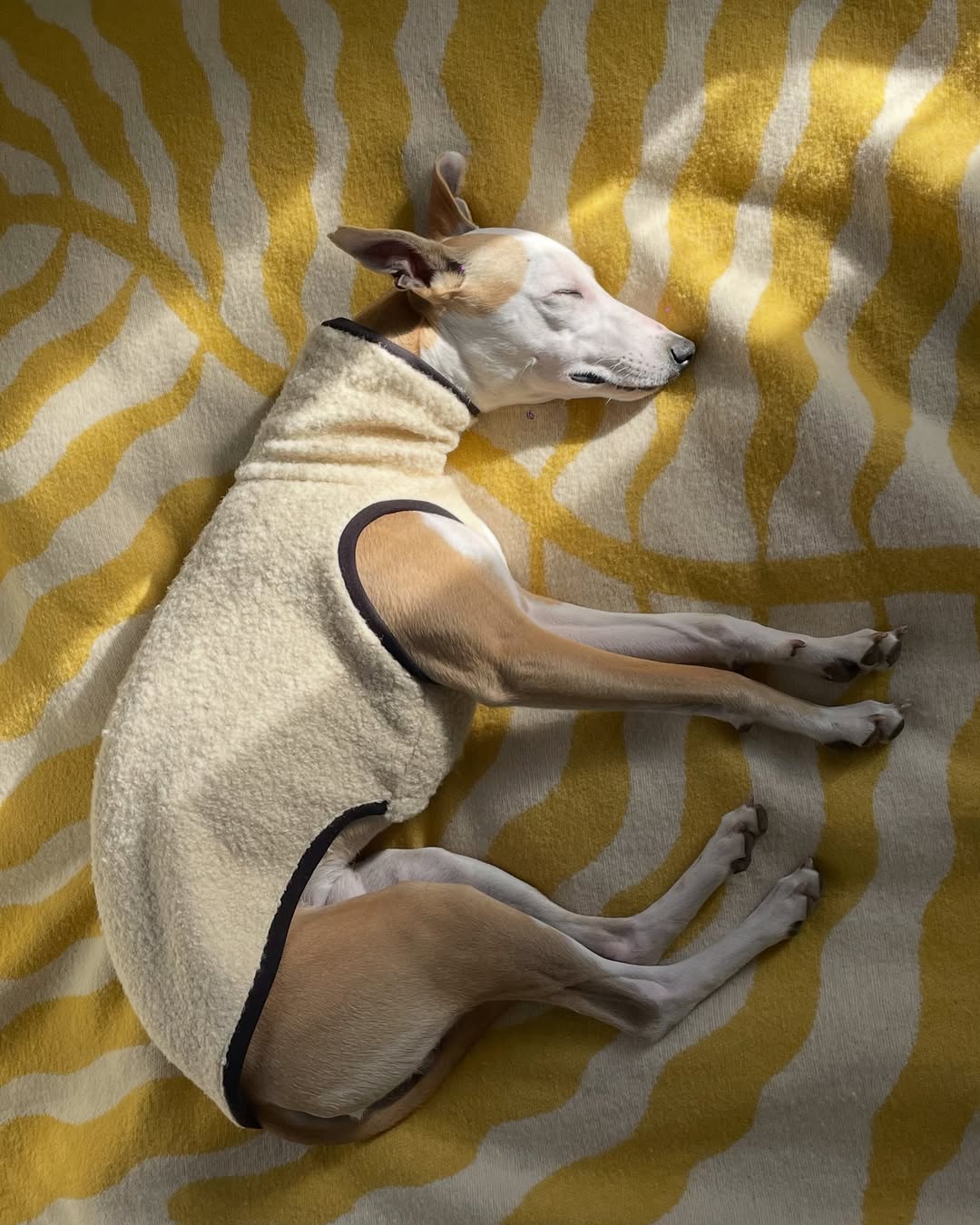 Whippet wearing cream boucle vest by Strela in sunlight