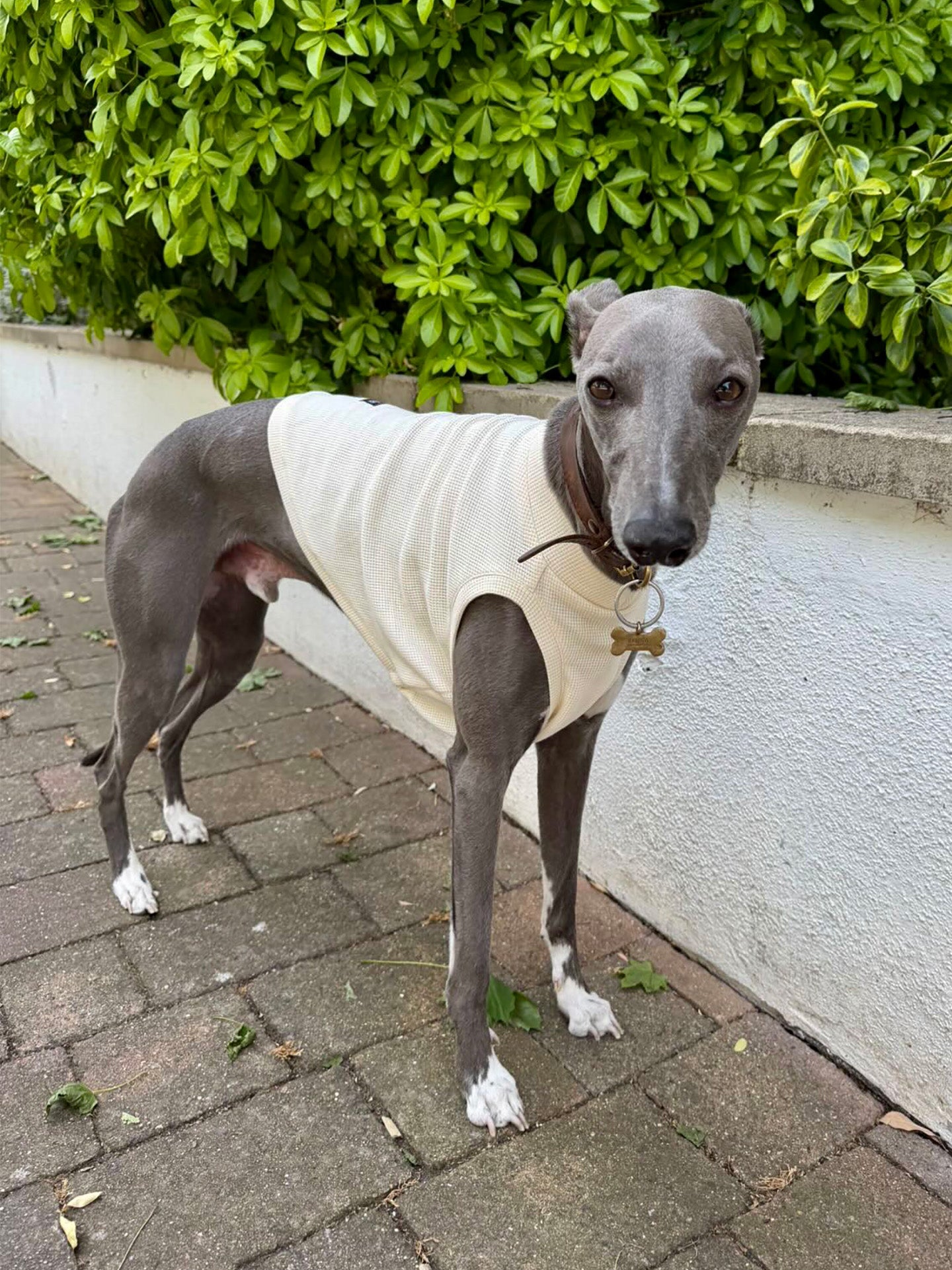 Ringo the whippet wearing a cream-colored sleeveless tank top by Strela Studio stands on a paved path in front of a white wall and green hedge.
