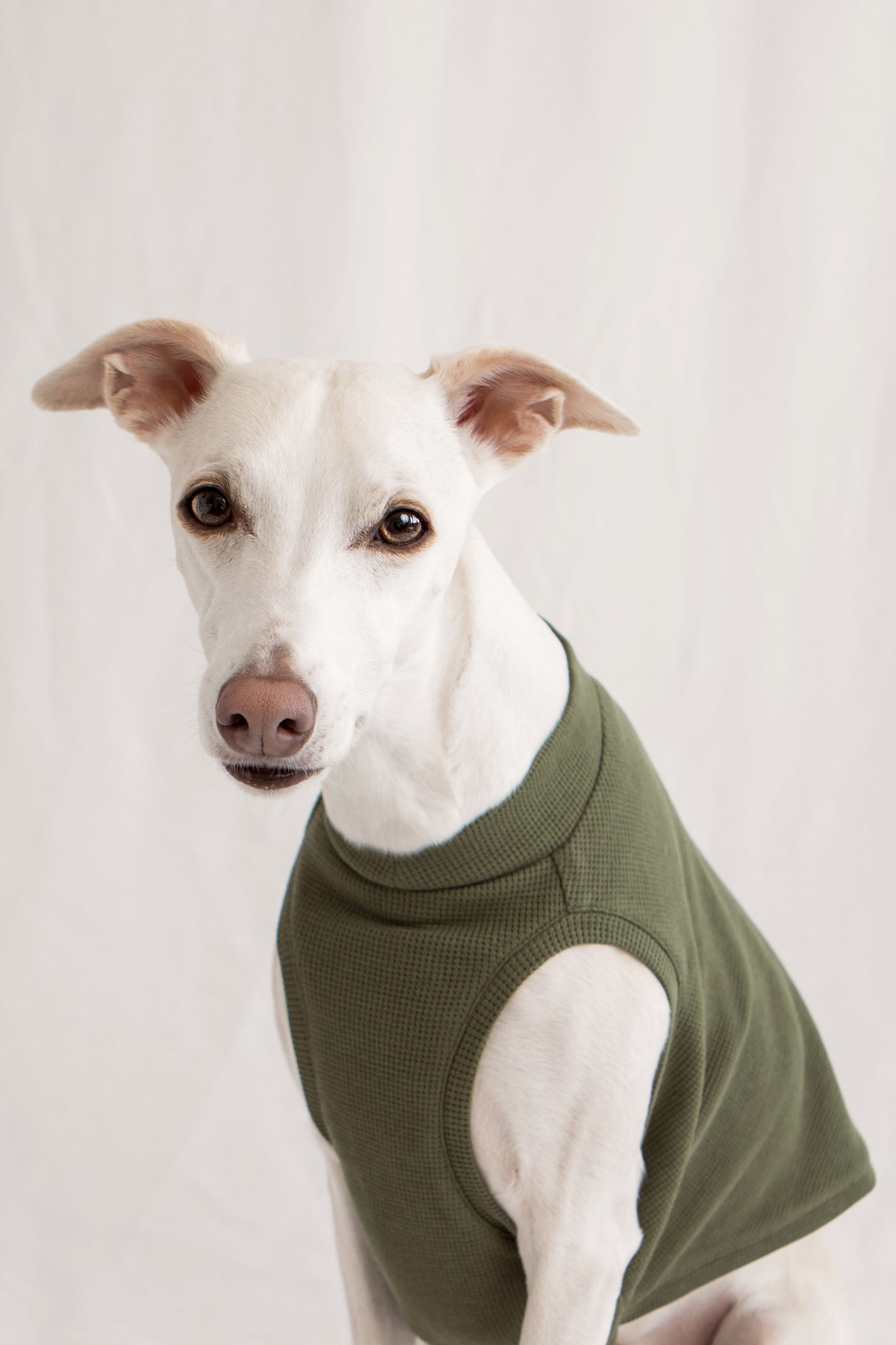 Apollo the whipe whippet dog wearing an olive green sleeveless tank top by Strela Studio, photographed against a soft, light off-white studio background.