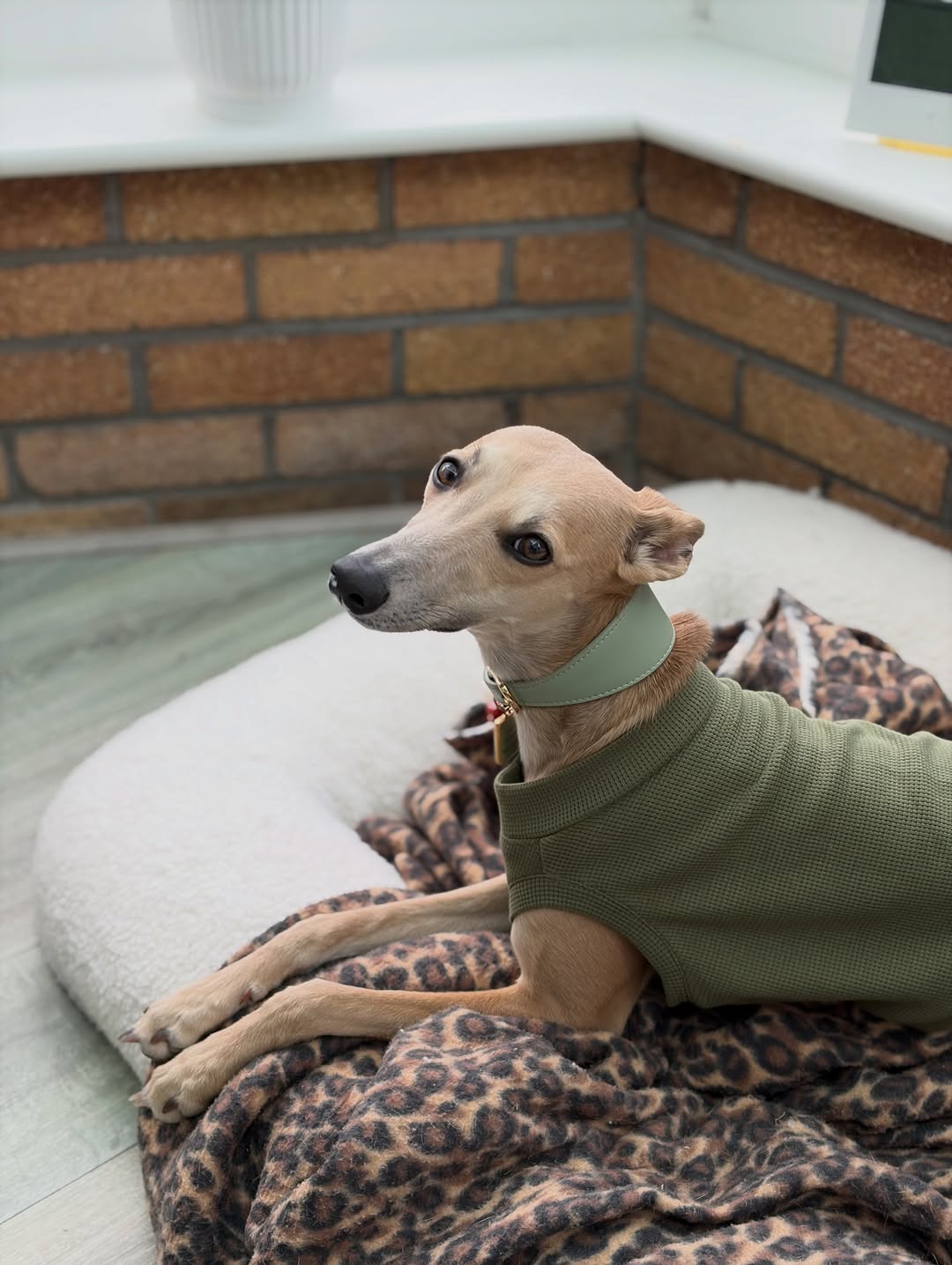 Fawn Whippet wearing fitted green waffle tank top by Strela