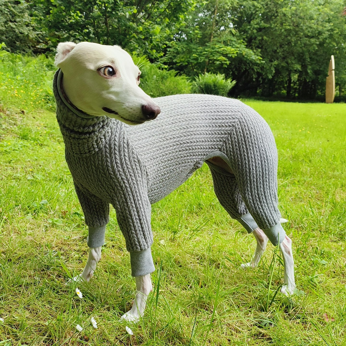 Amara the cream whippet wearing a grey cable-knit full-body sweater by Strela Studio stands on a green grassy lawn with trees in the background.