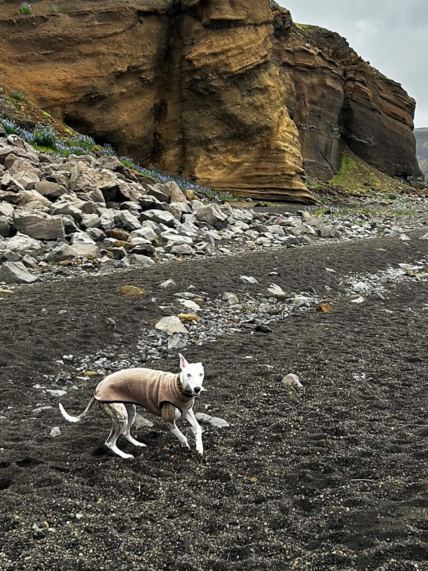 Svali the whippet wearing a taupe sweater  by Strela Studio runs across a dark pebble beach with rocky cliffs of Iceland in the background.